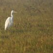 Grande Aigrette